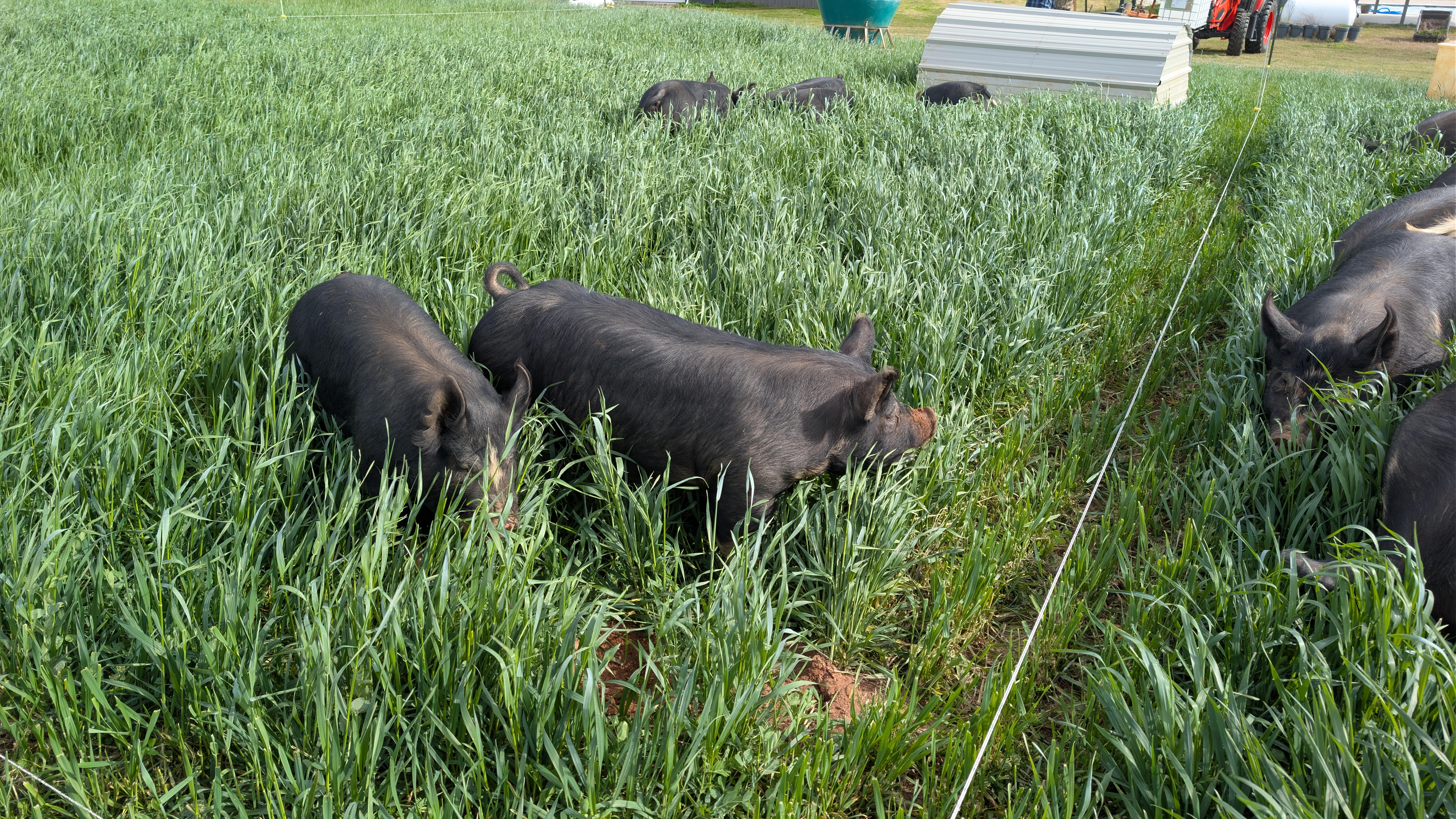 Pigs on pasture